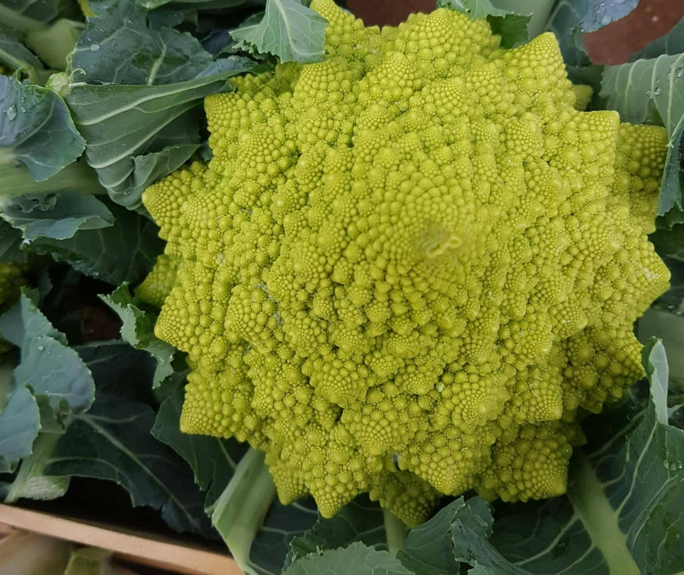 broccoli